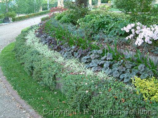 Heuchera Terrace 